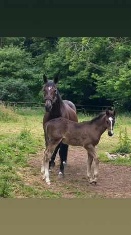 Foal-a-reserver-au-sevrage-0