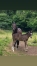 Foal-a-reserver-au-sevrage-0