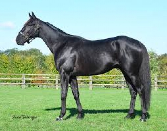 Vends-saillie-KING-OPERA-(Ready-Cash--Unlimited-Jet-par-Orlando-Vici)-0