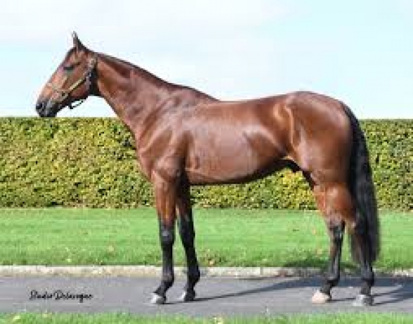 Vends-saillie-KOBAYASHI-(Face-Time-Bourbon--Come-on-Jet-par-Goetmals-Wood)-Prix--6000-€-PV-sans-TVA-0