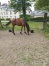 OHONY-DE-BIZY-Tornado-Bello-X-Colombe-du-Ried-0