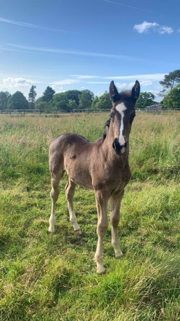 Foal-a-reserver-au-sevrage-0