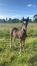 Foal-a-reserver-au-sevrage-0