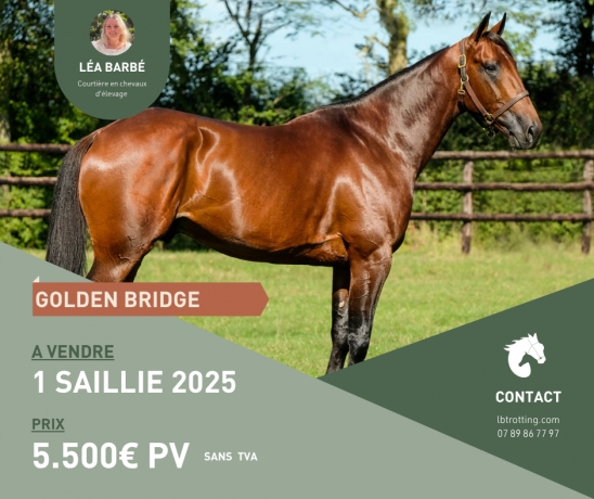 GOLDEN-BRIDGE-SANS-TVA