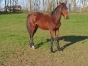 vend-1-Lot-Pouliche-O-et-poulain-O-0