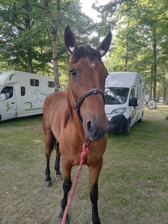 Vends-Markus-Gold-hongre-qualifie