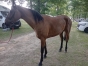 Vends-Markus-Gold-hongre-qualifie-1