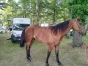 Vends-Markus-Gold-hongre-qualifie-0