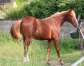 Pouliche-Heaven-s-Pride-mere-Kaisy-Dream-0