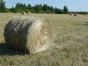 Vends-Foin-Bio-2025-en-Touraine-0