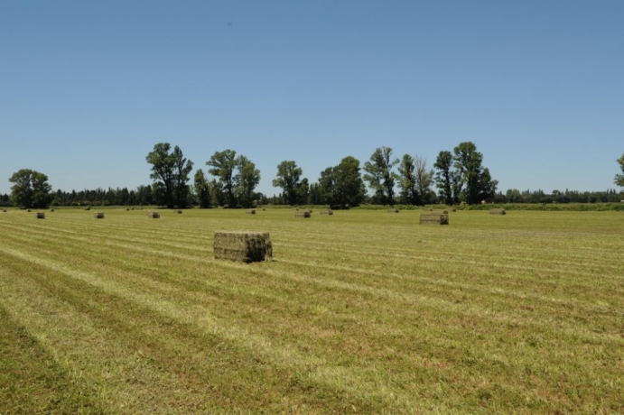 Foin-de-prairie-naturelle-2025-0