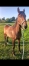 Cede-