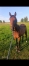 Cede-