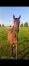 Cede-