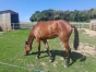 Vends-MISS-VASTERIE-1