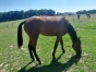 Vends-MISS-VASTERIE-0