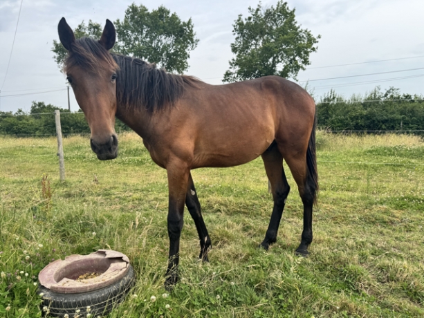 Poulain-par-quaker-jet