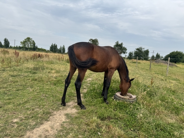 Poulain-par-quaker-jet-0