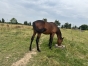Poulain-par-quaker-jet-0