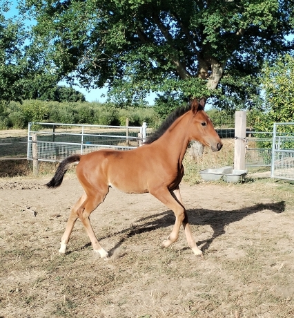 Pouliche-par-Firello