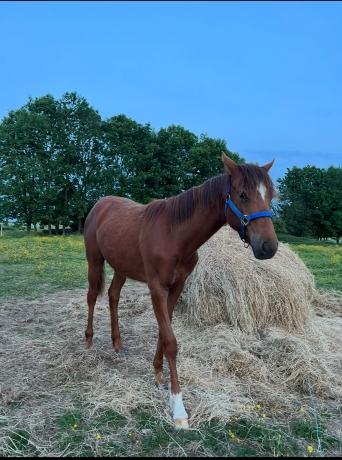 Pouliche-O-par-Athos-des-elfes