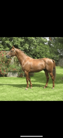 Recherche-Yearling
