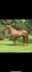 Recherche-Yearling-0