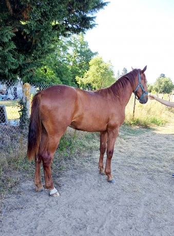 Yearling-par-Amstrong-jet