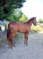 Yearling-par-Amstrong-jet-0