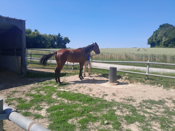Vends-MISS-VASTERIE-femelle-de-3-ans-qualifiee-en-1-18-8-0