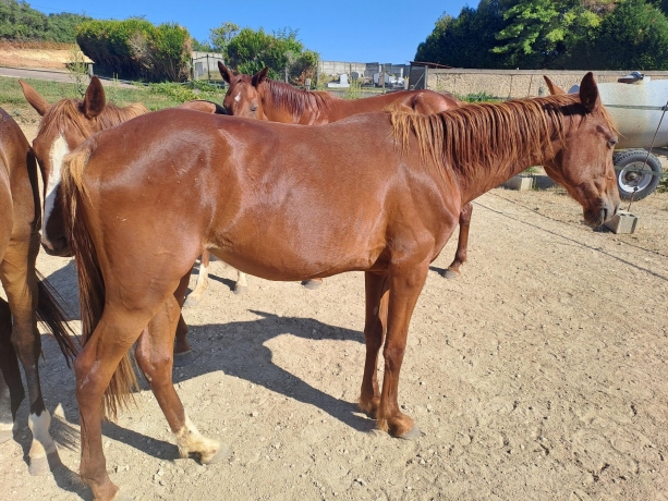 Pouliche-N-garantie-non-debourree