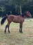 Magnifique-pouliche-2