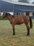 Magnifique-pouliche-1