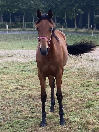 Magnifique-pouliche-0