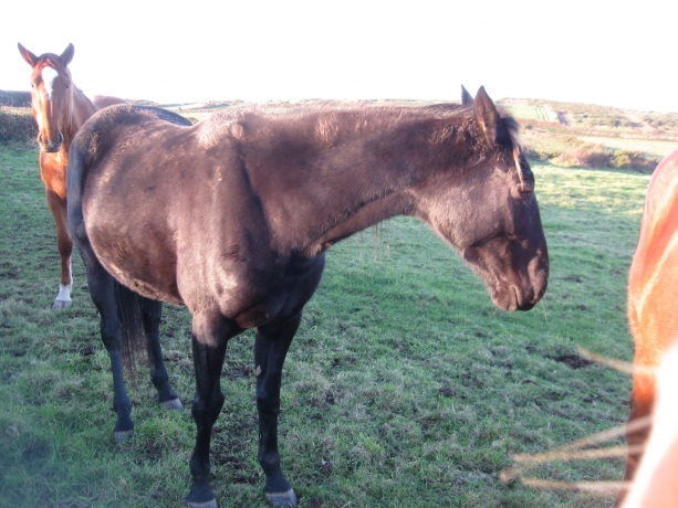 pouliniere-gestante