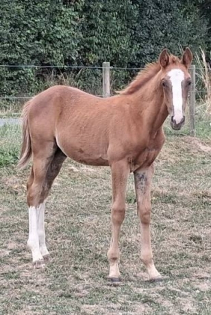 Foal-par-Juninho-Dry-2