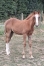 Foal-par-Juninho-Dry-2