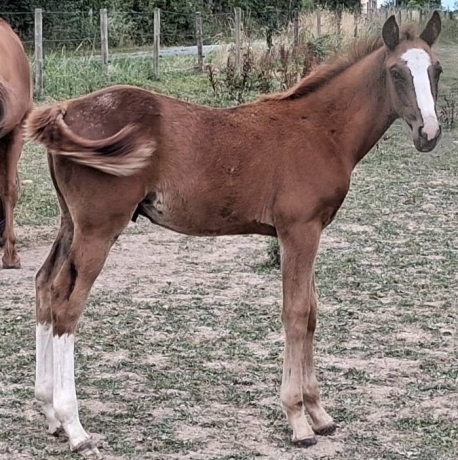 Foal-par-Juninho-Dry-1