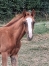 Foal-par-Juninho-Dry-0