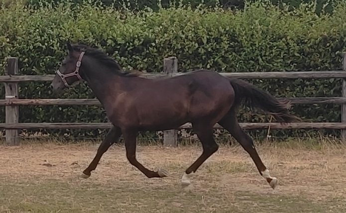 Yearling-par-Diablo-du-noyer-OLYMPUS-JEPFY-1