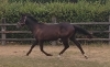 Yearling-par-Diablo-du-noyer-OLYMPUS-JEPFY-1