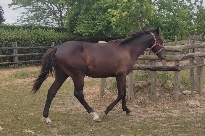 Yearling-par-Diablo-du-noyer-OLYMPUS-JEPFY-0