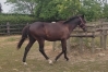 Yearling-par-Diablo-du-noyer-OLYMPUS-JEPFY-0