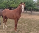 Ocean-Murois-yearling-par-Seduisant-Fouteau-2