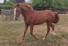 Ocean-Murois-yearling-par-Seduisant-Fouteau-1