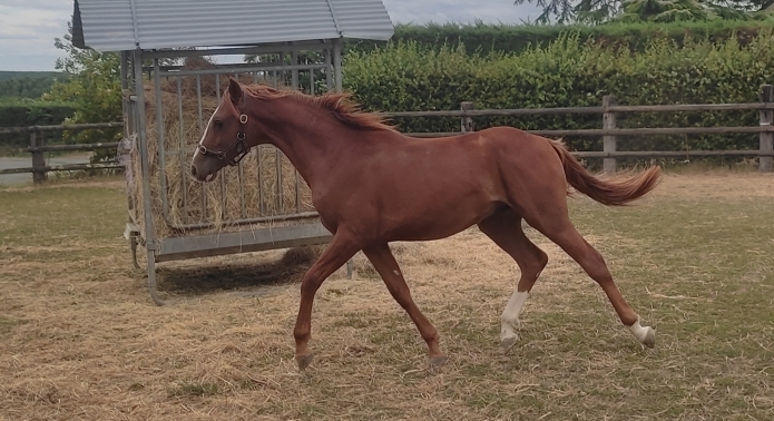Ocean-Murois-yearling-par-Seduisant-Fouteau-0