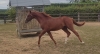 Ocean-Murois-yearling-par-Seduisant-Fouteau-0
