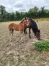 Pouliche-« P »-par-Dreammoko-0