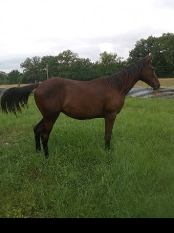Yearling-feliciano-magnifique