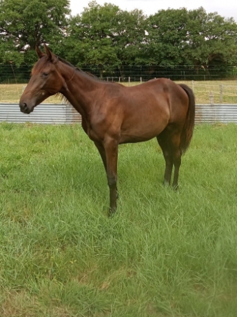 Yearling-feliciano-magnifique-0